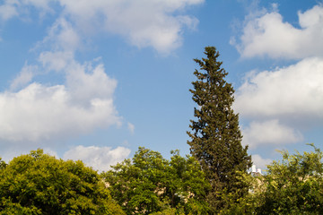 Crowns of trees, blue sky with clouds