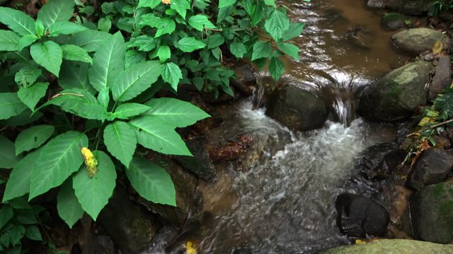 Small brook in small valley north of thailand. Peaceful brook in early spring forest