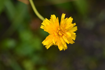 Bulbous dandelion