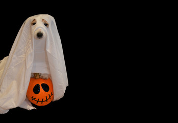 DOG OVER A PUMPKIN AS A GHOST IN A HALLOWEEN COSTUME IN FRONT OF THE DOOR