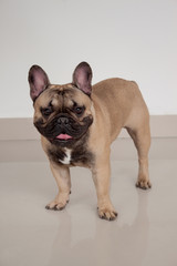 Black masked fawn french bulldog puppy is standing on tiled floor. Pet animals.