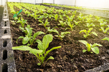 Vegetables farm planting indoor by non-toxic organic with beautiful green leafs are grown for salad. Agriculture industry.