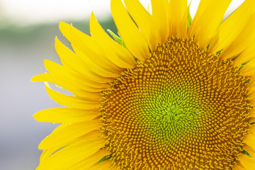 Naklejka premium close up on fresh sunflower seed