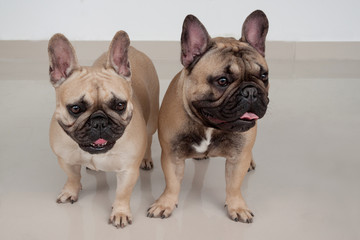 Two cute french bulldog puppies are standing on tiled floor. Pet animals.
