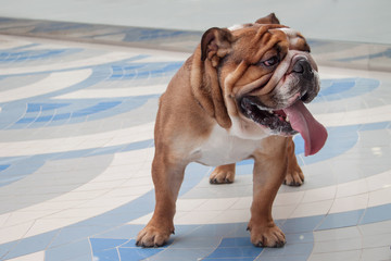 Cute english bulldog puppy is standing on a tiled floor. Pet animals.
