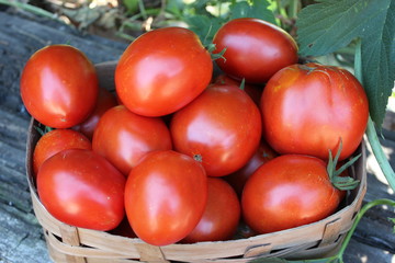 Ripe organic tomato