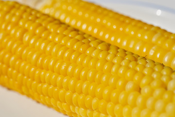 Boiled corn on a plate shot close-up