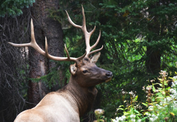 elk profile 