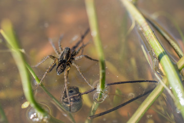 Closeup of spider on water surface