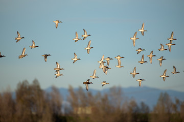 Flying wild flock of birds