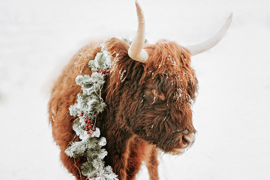 Portrait of a highland cow in the snow wearing a Christmas wreath, British Columbia, Canada