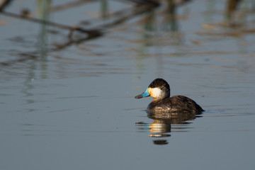 Single blue-billed ducks in lake of pond
