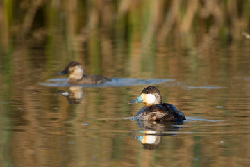 Swimming blue-billed duck in pond