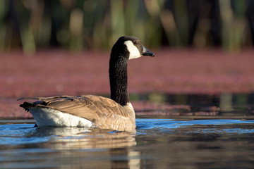 Fototapeta premium Swimming Canada goose in lake