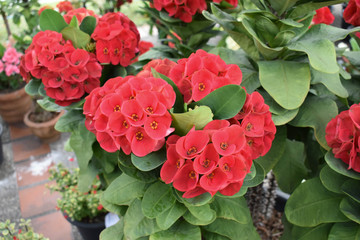 Fototapeta premium The Asian species Christ plant