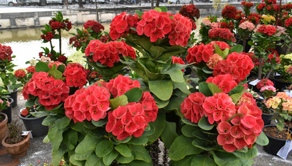 The Asian species Christ plant