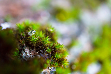 Green moss growing in forest