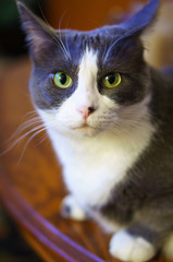 Cat sitting on table and looking at camera