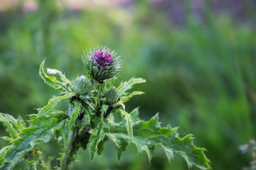 Macro photo of plant in the field