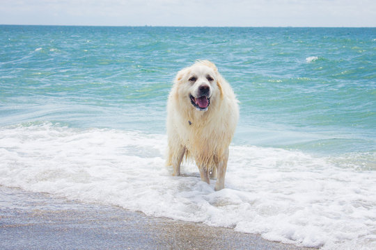 Great Pyrenees dog standing in ocean, United States