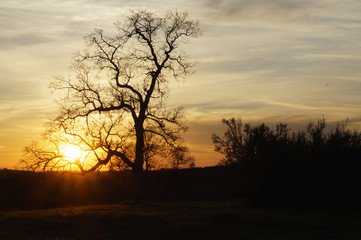 Fototapeta na wymiar Tree without leaves standing solitarily at sunset