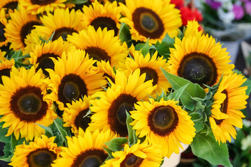 Sunflowers at a street side vendor
