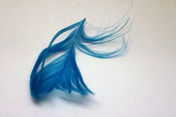 Light blue feather on a white background
