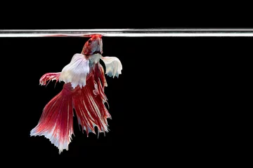 Selbstklebende Fototapeten The moving moment beautiful of red siamese betta fighting fish or big ear or dumbo fish in thailand on black background and space for texts.  © Soonthorn