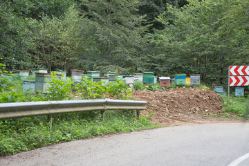 Row of colorful wooden beehives with trees in the background