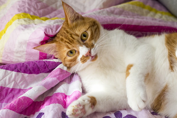 Cute Cat