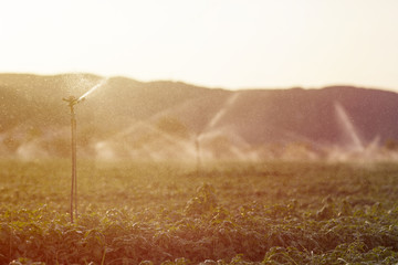 Detail of a sprinkler during the irrigation of a basil field at sunset / Sprinkler in action during the irrigation of the basil in a summer sunset