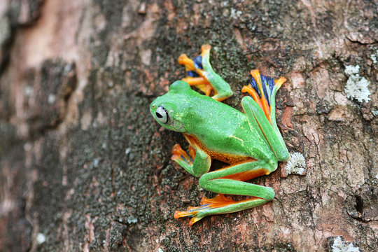 Wallace's flying frog on a tree, Indonesia