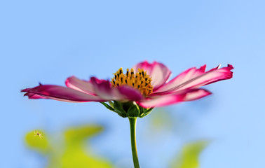 Fototapeta premium Pink cosmos flower isolated on blue sky background.