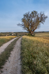 Fototapeta na wymiar Fields of provence