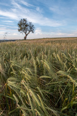 Fields of provence