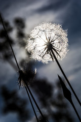 Blooming off dandelion as a silhouette against the sun.
