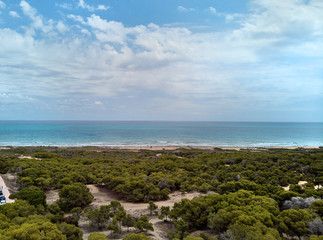 Pine tree forest woodline near the coastline. Alicante, Spain