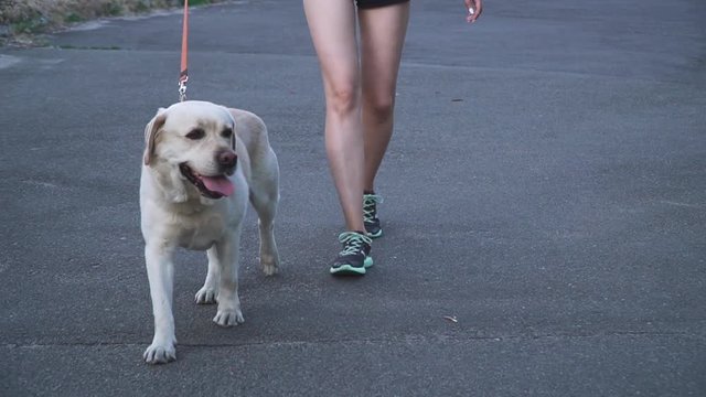 Morning walk with a dog