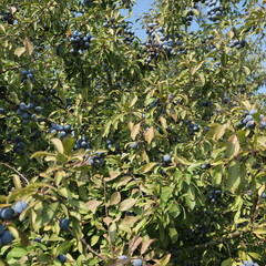 Prunus spinosa, blackthorn, blue autumn fruit, medicinal plant, popular as a jam, wine, liqueur