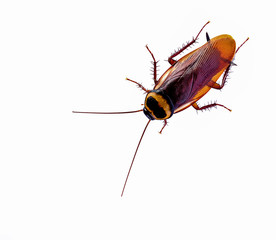 brown cockroach isolated on white