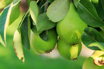 William Bon Chretian pears ripening on the tree.
