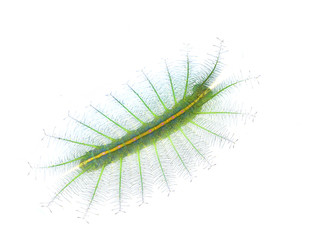 poison caterpillar isolated on white background