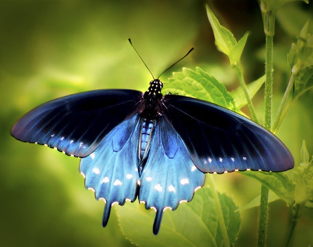 Fototapeta Close up of a Blue Butterfly, United States