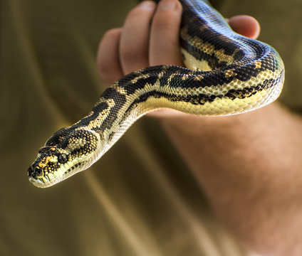 Close-up of a Man holding a Carpet Python, Australia