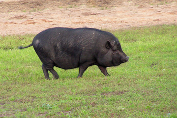 A black pig walks on the grass