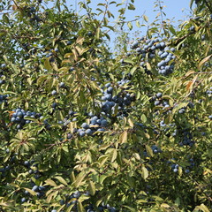 Prunus spinosa, blackthorn, blue autumn fruit, medicinal plant, popular as a jam, wine, liqueur