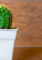 Small cactus in flowerpot