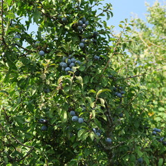Prunus spinosa, blackthorn, blue autumn fruit, medicinal plant, popular as a jam, wine, liqueur