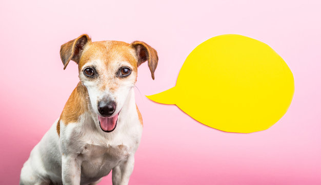 Sly smiling dog face. Pink background and yellow speech bubble. Comics speech balloon