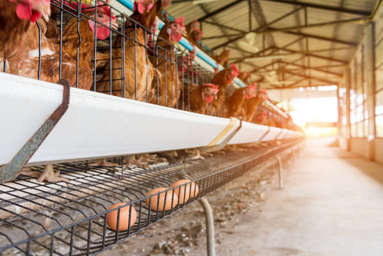 Egg production. brown or red chickens are seated in special cages. Agribusiness company. Chicken farm business with high farming and using technology on farming